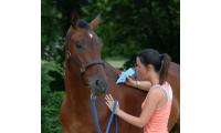 Equine Acupressure Treatment