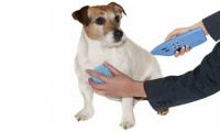 Pet Acupressure Treatment